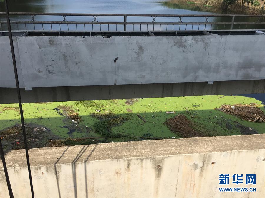 (新華視點(diǎn)·圖文互動(dòng))(2)上游洪水來襲下游魚蟹死亡,泄洪為何變泄污?