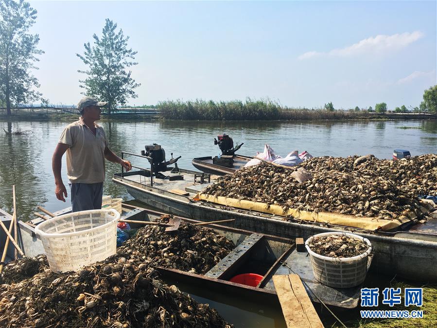 (新華視點(diǎn)·圖文互動(dòng))(1)上游洪水來襲下游魚蟹死亡,泄洪為何變泄污?
